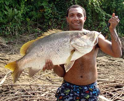 Wild Bass